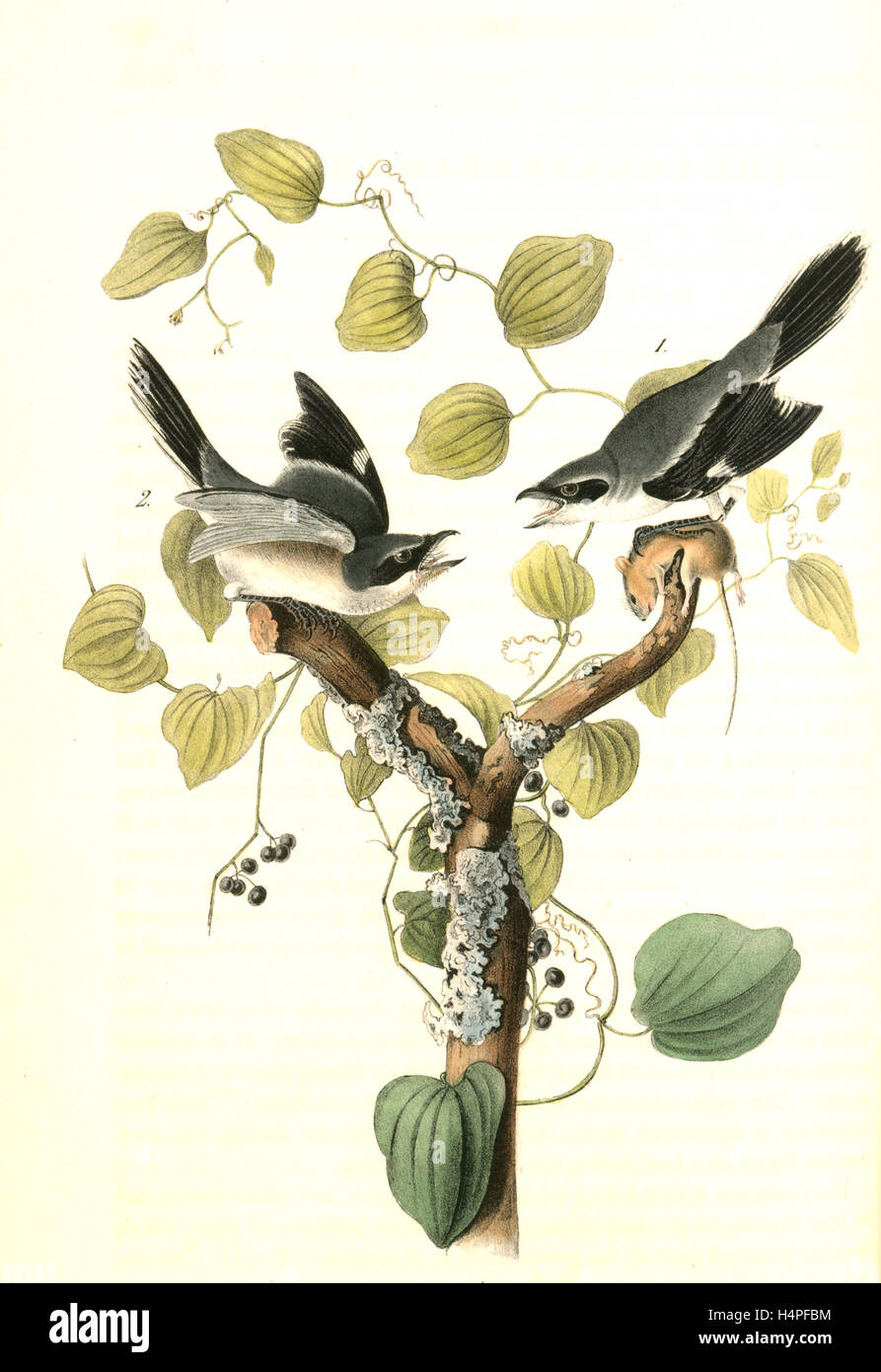 Loggerhead Shrike. 1. Male. 2. Female. (Greenbriar or Round-leaved Smilax. Smilax Rotundifolia.), Audubon, John James, 1785-1851 Stock Photo