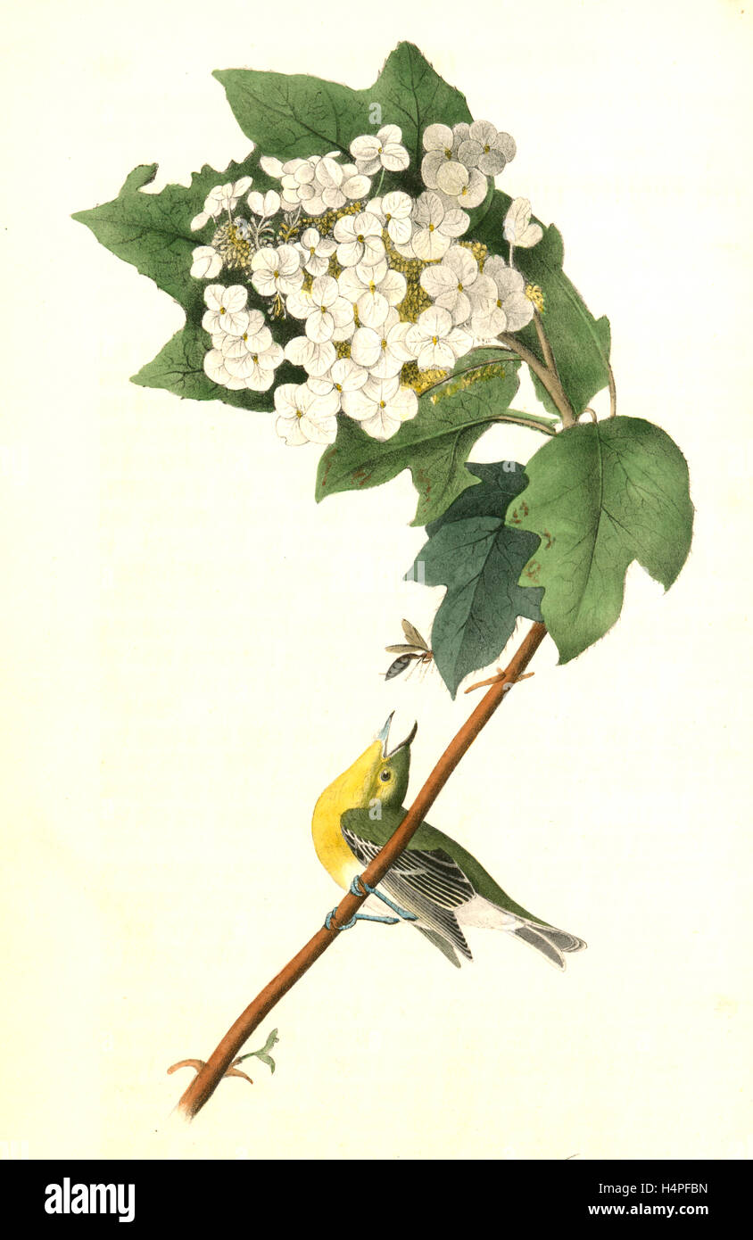 Yellow-throated Vireo, or Greenlet. Male. (Swamp Snowball. Hydrangea quercifolia.), Audubon, John James, 1785-1851 Stock Photo