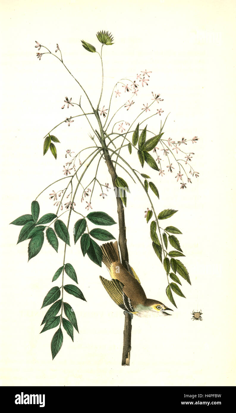 White-eyed Vireo, or Greenlet. Male. (Pride of China, or bead tree. Melia Azedarach.), Audubon, John James, 1785-1851 Stock Photo