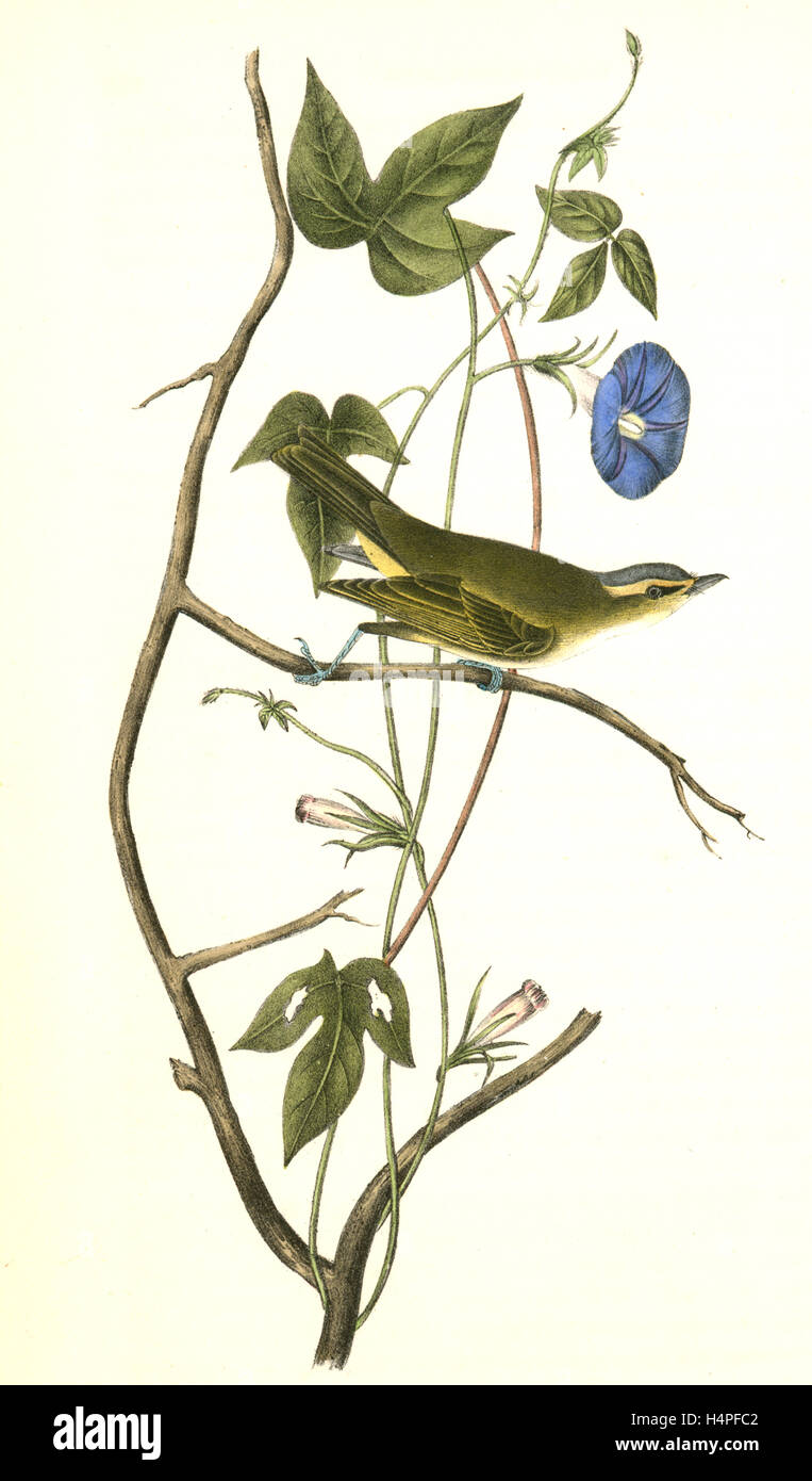 Bartram's Vireo, or Greenlet. Male. (Ipomea), Audubon, John James, 1785-1851 Stock Photo