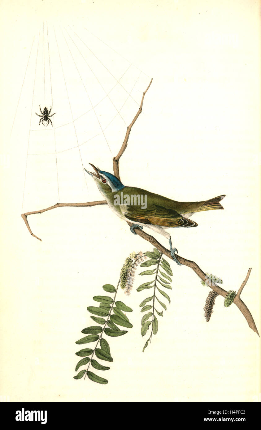 Red-eyed Vireo, or Greenlet. Male. (Honey-locust), Audubon, John James, 1785-1851 Stock Photo