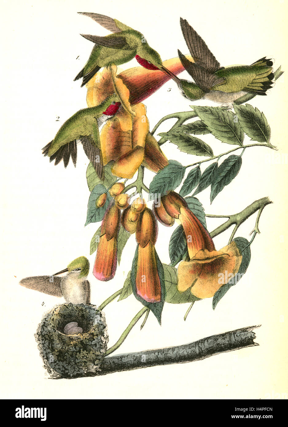 Ruby-throated Humming bird. 1. 2. Males. 3. Female. 4. Young. (Bignonia -radicans.), Audubon, John James, 1785-1851 Stock Photo