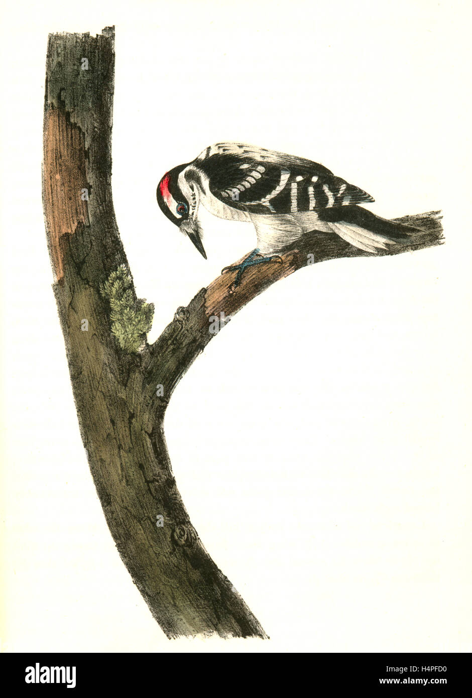 Canadian Woodpecker. Male., Audubon, John James, 1785-1851 Stock Photo