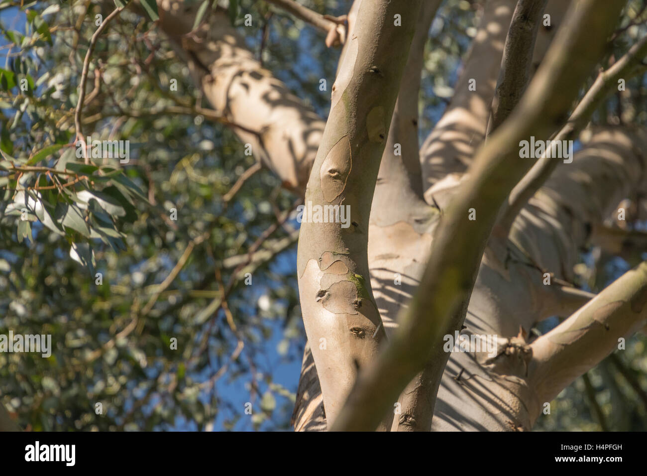 Eucalyptus tree branches in sunshine Stock Photo