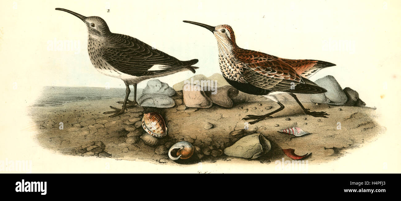 Red-backed Sandpiper. 1. Summer plumage. 2 Winter., Audubon, John James, 1785-1851 Stock Photo