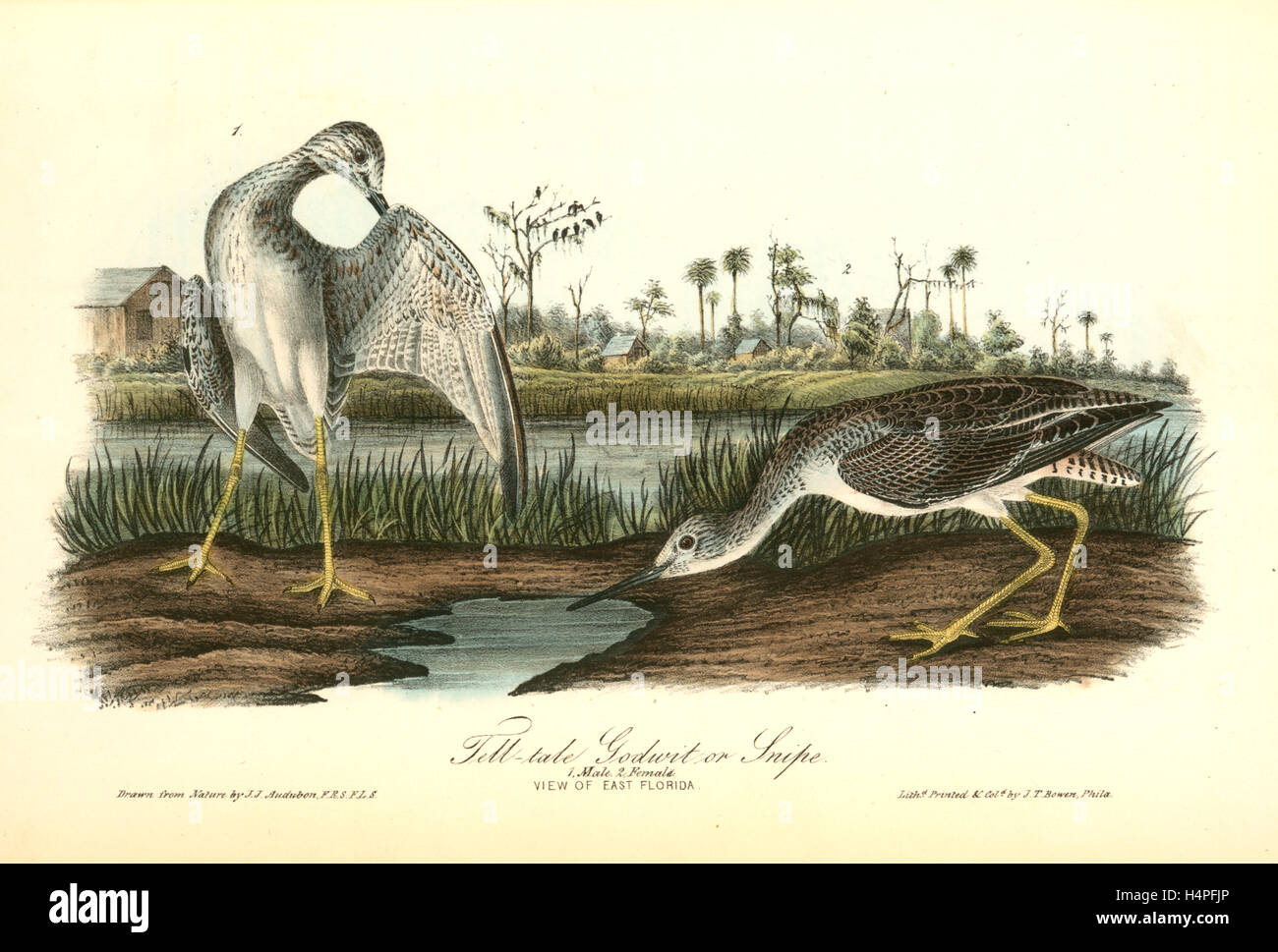 Tell-tale Goswit or Snipe. 1. Male. 2. Female., Audubon, John James, 1785-1851 Stock Photo
