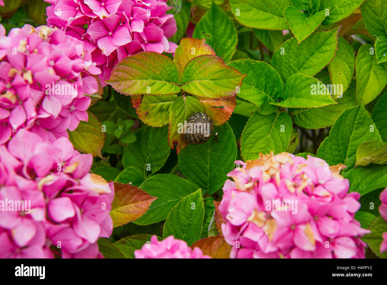 Hydrangea flowers and snail, close view. Stock Photo