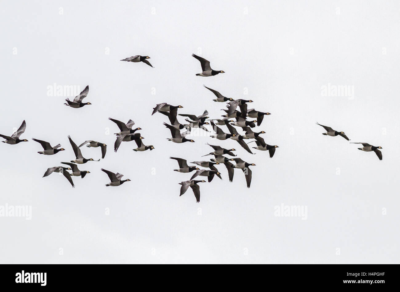 Barnacle geese in flight and overwintering at Loch Strathbeg, near Fraserburgh, Scotland Stock Photo