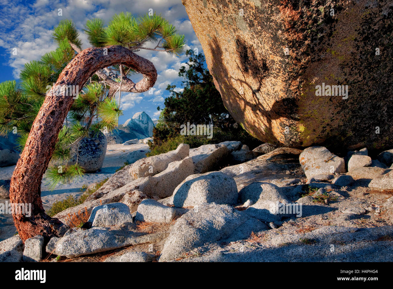 Half Dome seen through twisted tree. Yosemite National Park, California Stock Photo