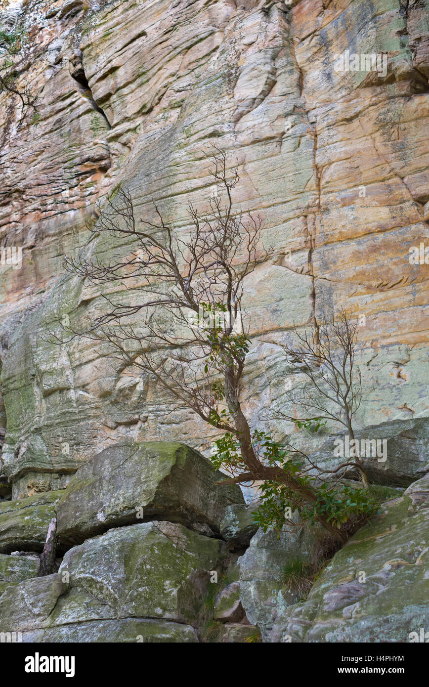 A tree grows from the rocks at the Big Pinnacle in Pilot Mountain State Park, North Carolina Stock Photo
