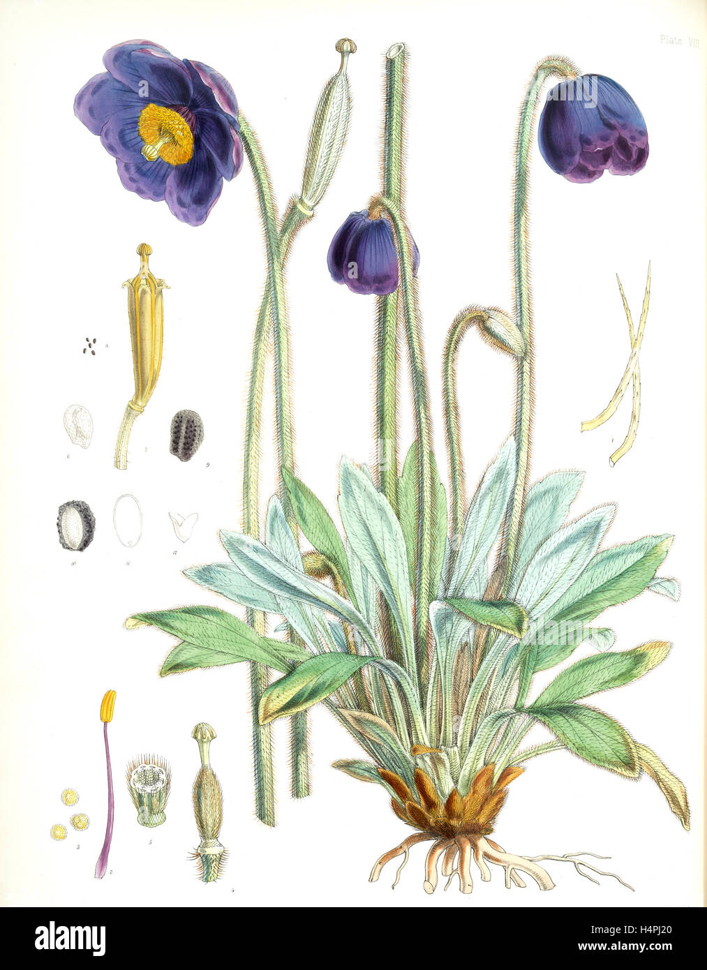 Meconopsis Simplicifolia, H. f. et T., Fitch, W. H. (Walter Hood) (1817-1892), (Engraver), Hooker, Joseph Dalton Stock Photo