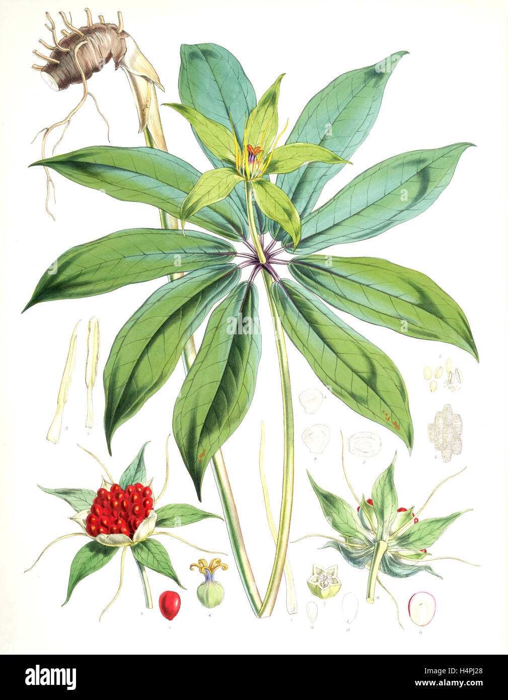 Paris Polyphylla, Smit., Fitch, W. H. (Walter Hood) (1817-1892), (Engraver), Hooker, Joseph Dalton, Sir (1817-1911) Stock Photo