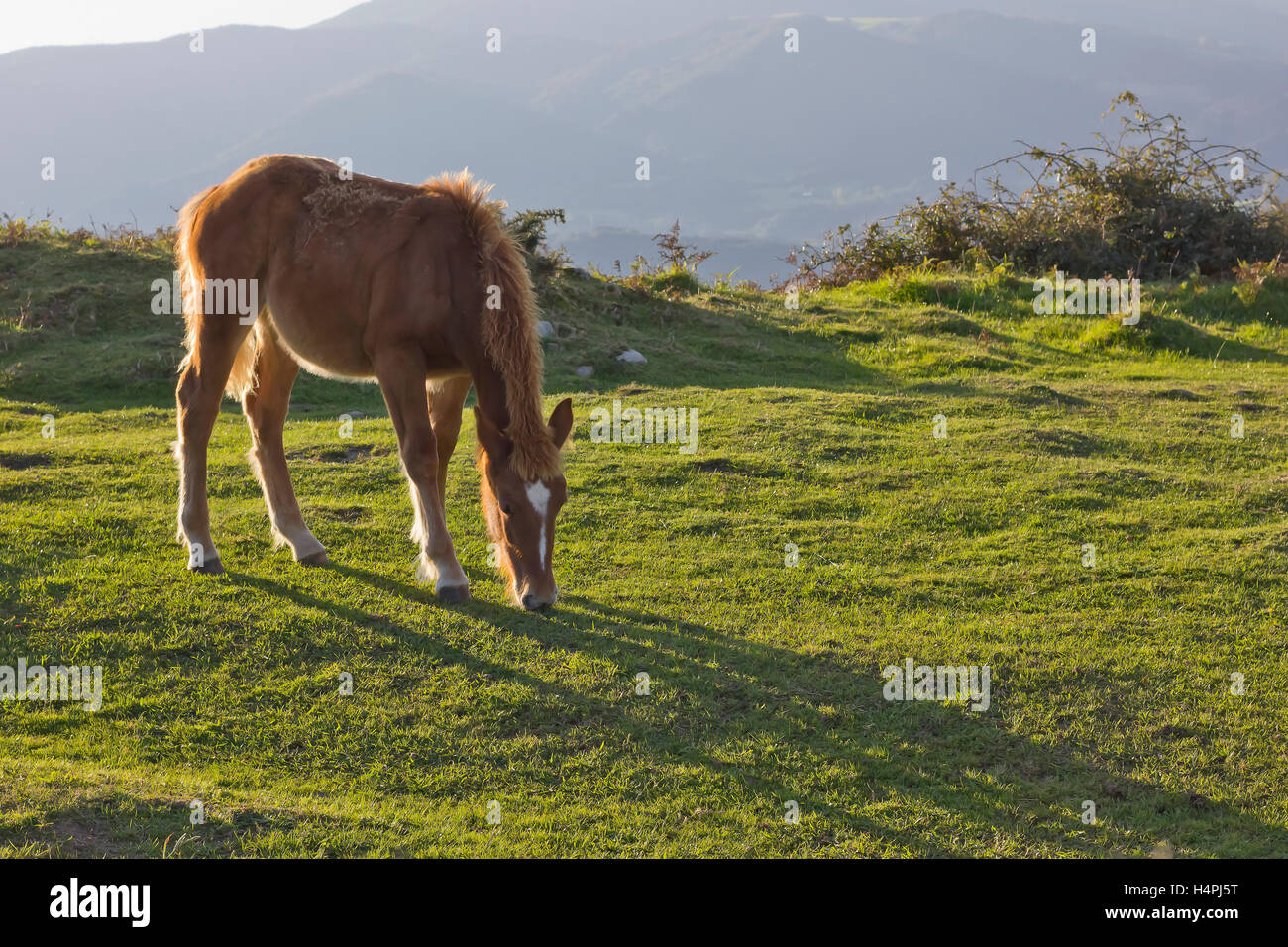 Horse pony enjoying grass in the morning Stock Photo