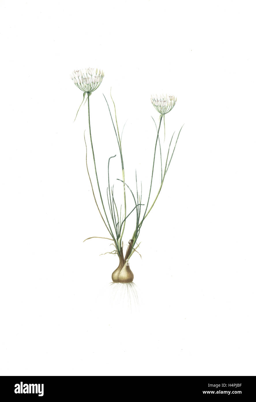 Allium moschatum, Ail musquè, Redouté, Pierre Joseph, 1759-1840, les liliacees, 1802 - 1816 Stock Photo