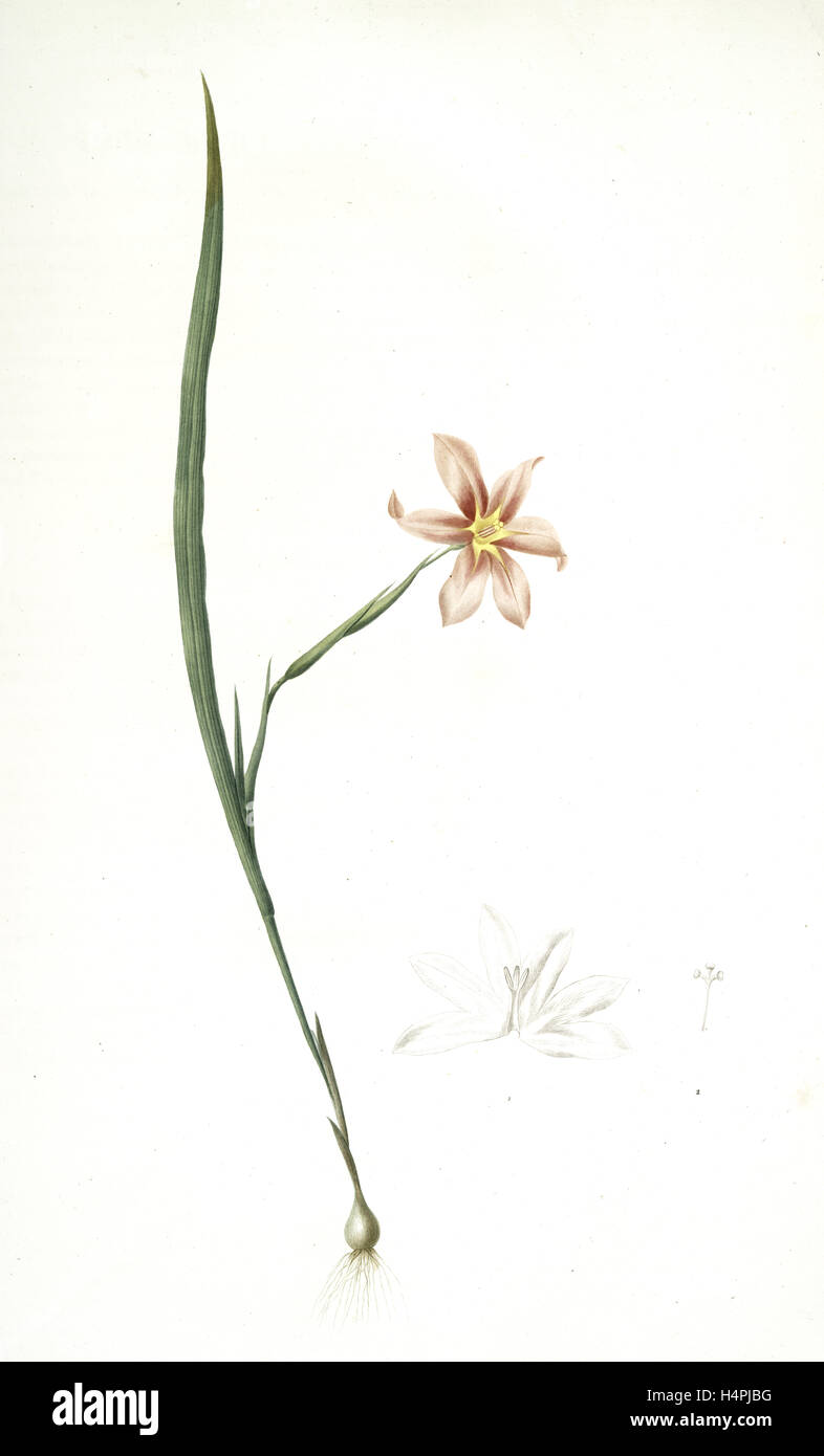 Sisyrinchium elegans, Homeria collina; Sisrynche élégant; Homeria, One-leaved cape tulip, Redouté, Pierre Joseph, 1759-1840 Stock Photo