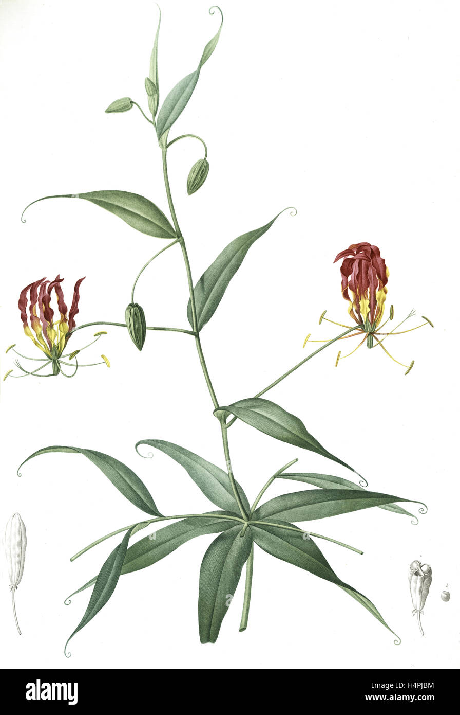 Methonica superba, Gloriosa superba; Méthonique superbe; Gloriosa Lily, Flamelily; Glory flower, Climbing lily, Redouté Stock Photo
