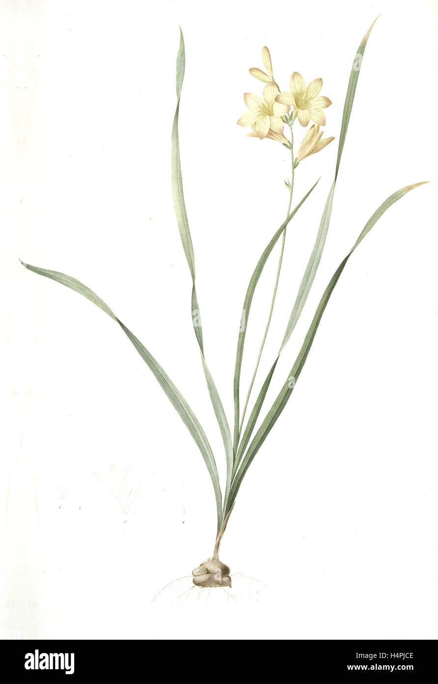 Gladiolus lineatus, Tritonia lineata; Glaïeul rayé, Lined Tritonia; Pencilled Corn-flag, Redouté, Pierre Joseph, 1759-1840 Stock Photo