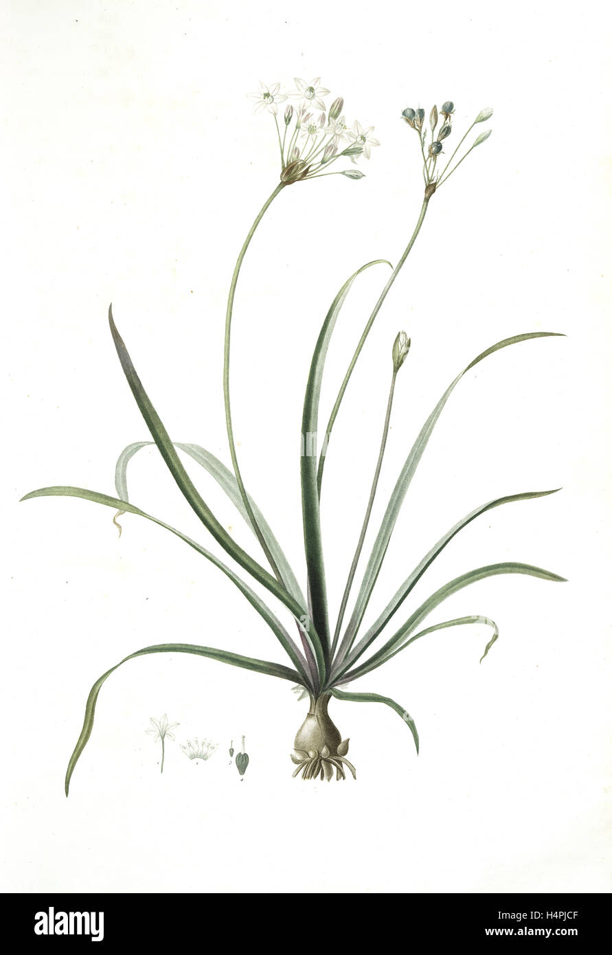 Allium fragrans, Ail parfumé, Fragrant onion, Redouté, Pierre Joseph, 1759-1840, les liliacees, 1802 - 1816 Stock Photo