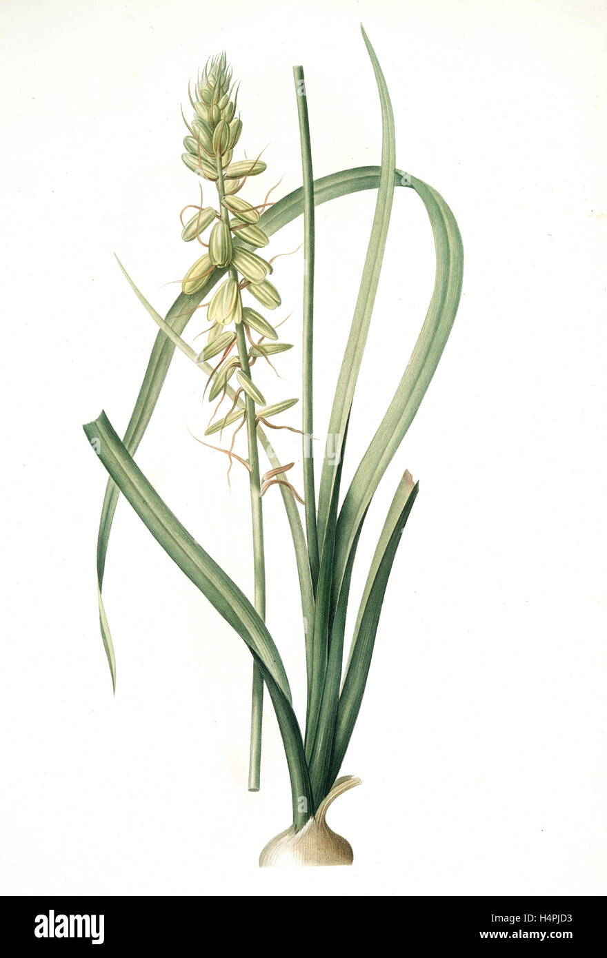 Albuca abyssinica, Albuca d'Abyssinie, Redouté, Pierre Joseph, 1759-1840, les liliacees, 1802 - 1816 Stock Photo