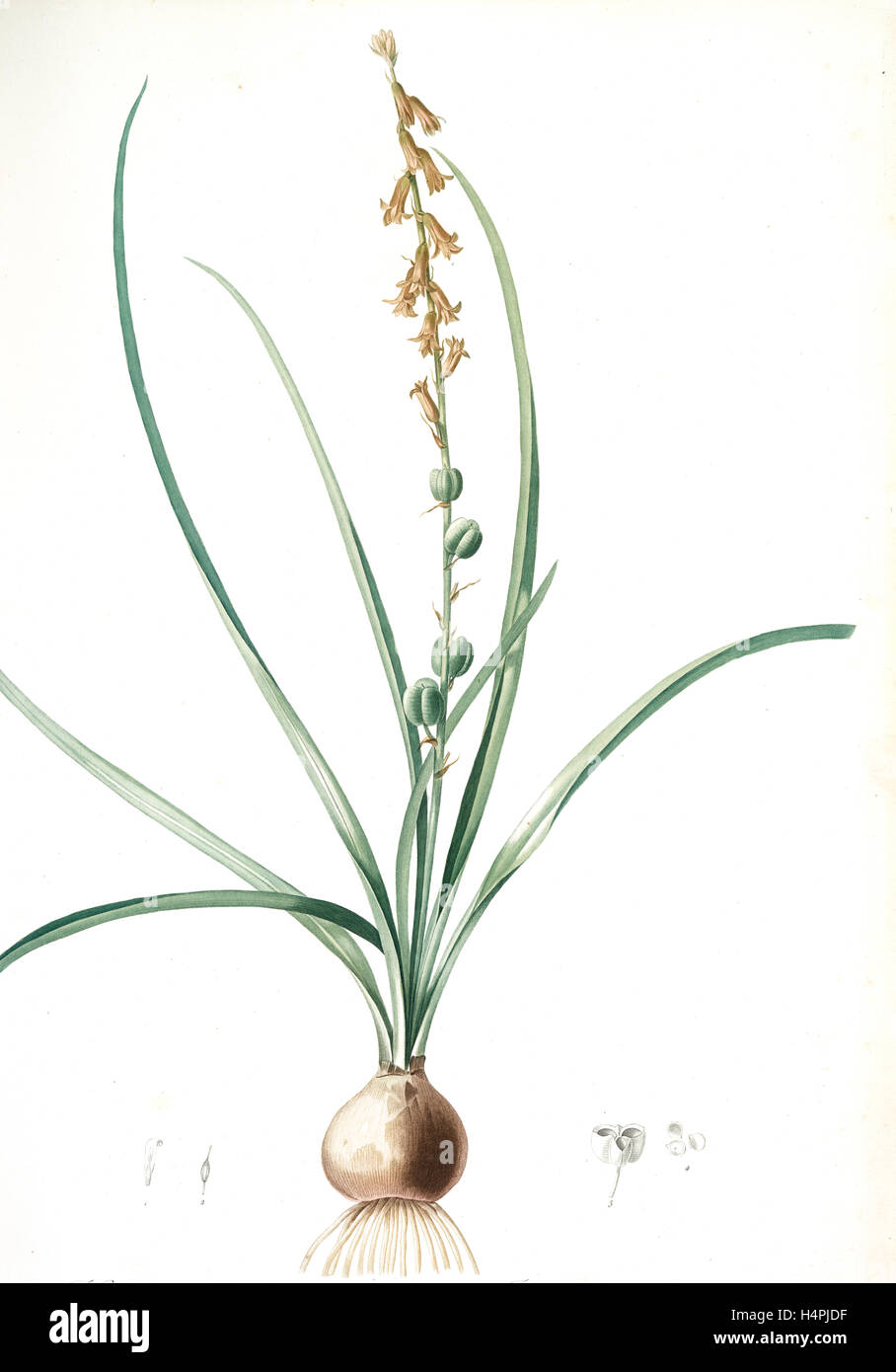 Hyacinthus serotinus, Dipcadi sp.; Jacinthe tardive, Musk Hyacinth, Redouté, Pierre Joseph, 1759-1840, les liliacees Stock Photo