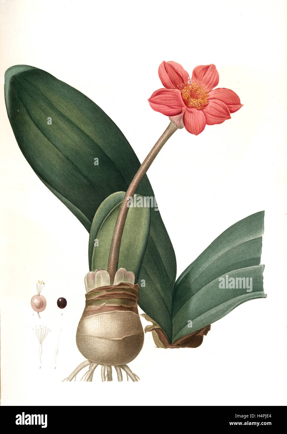 Haemanthus coccineus, Hémanthe écarlate; Blood Lily, Paint Brush; April Fool, Redouté, Pierre Joseph, 1759-1840, les liliacees Stock Photo