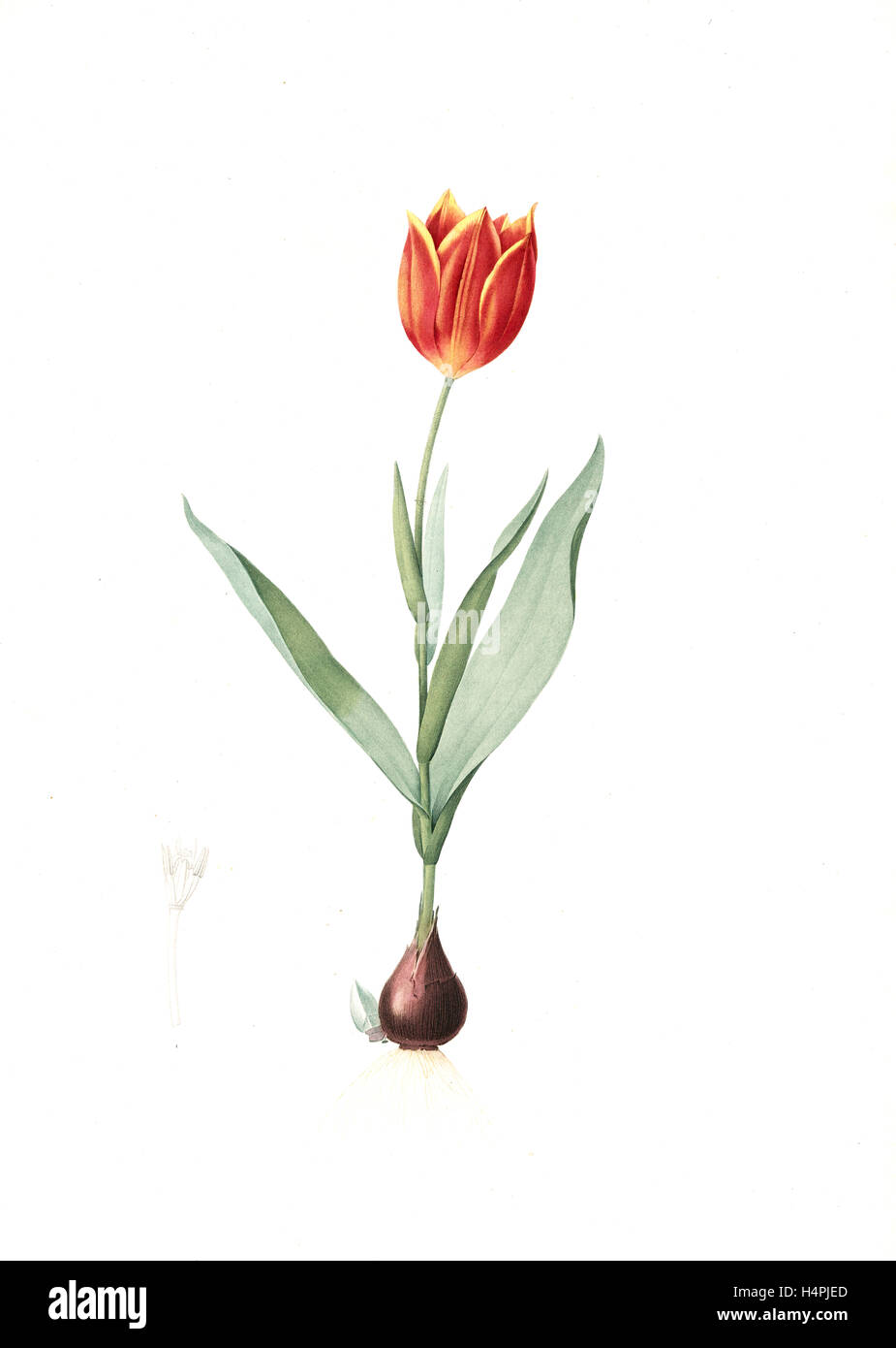 Tulipa suaveolens, Tulipe odorange; Duc van Thol Tulip, Redouté, Pierre Joseph, 1759-1840, les liliacees, 1802 - 1816 Stock Photo