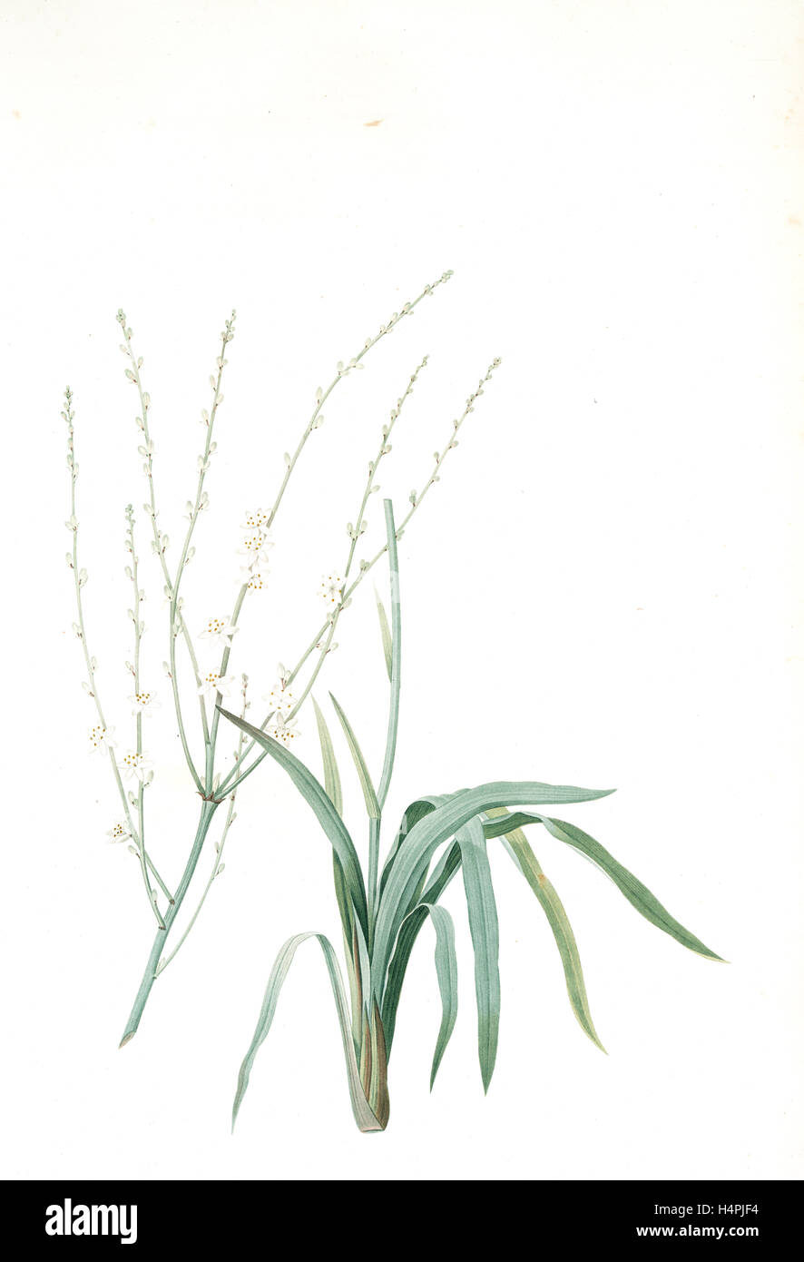 Phalangium elatum, Chlorophytum elatum; Phalangère élancée, Spider plant, Redouté, Pierre Joseph, 1759-1840, les liliacees Stock Photo