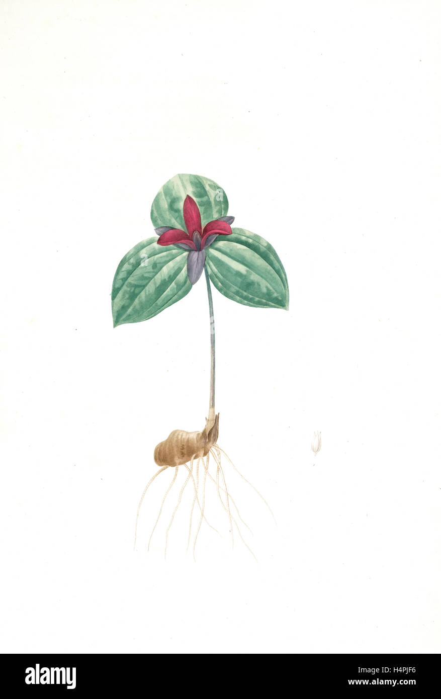 Trillium sessile, Trillium sessile, Wood-lily; Birthroot, Wake Robin, Stinking Benjamin, Redouté, Pierre Joseph, 1759-1840 Stock Photo
