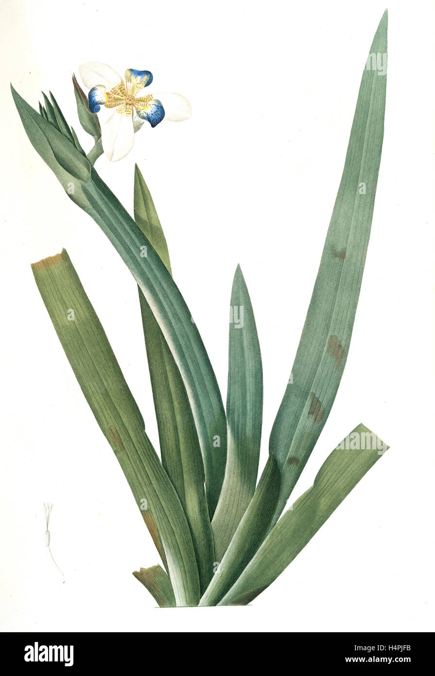 Moraea vaginata, Neomarica Northiana; Morée à longue gaine,  Walking Iris; North's false flag; Apostle plant, Redouté Stock Photo