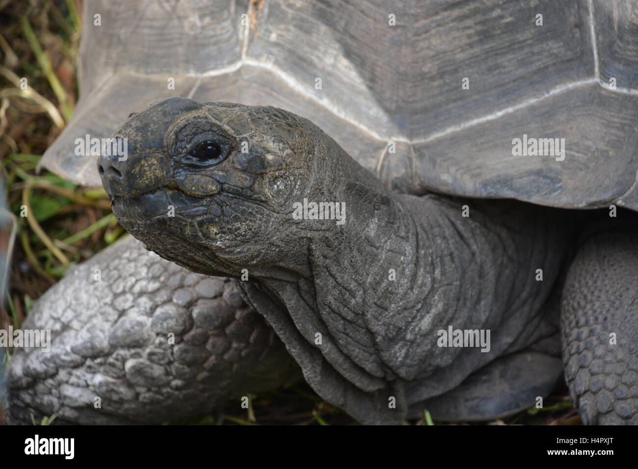 land turtle Stock Photo