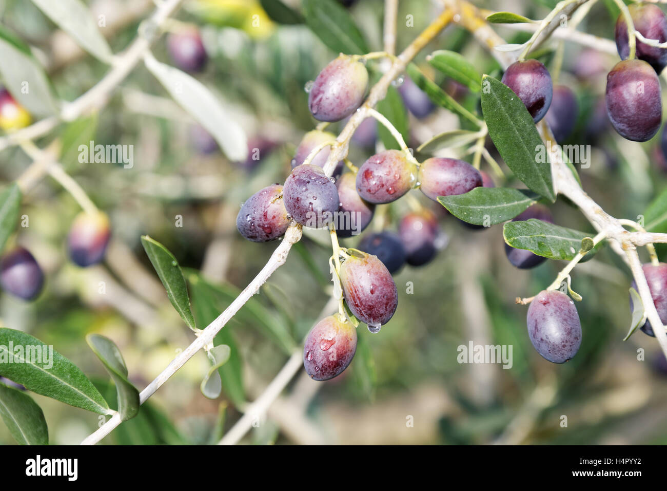 Ripe Olives On An Olive Tree; Cordoba Province, Spain Stock Photo