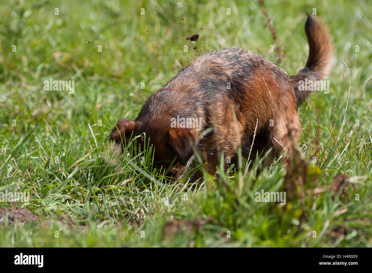 border terrier dog digging Stock Photo Alamy