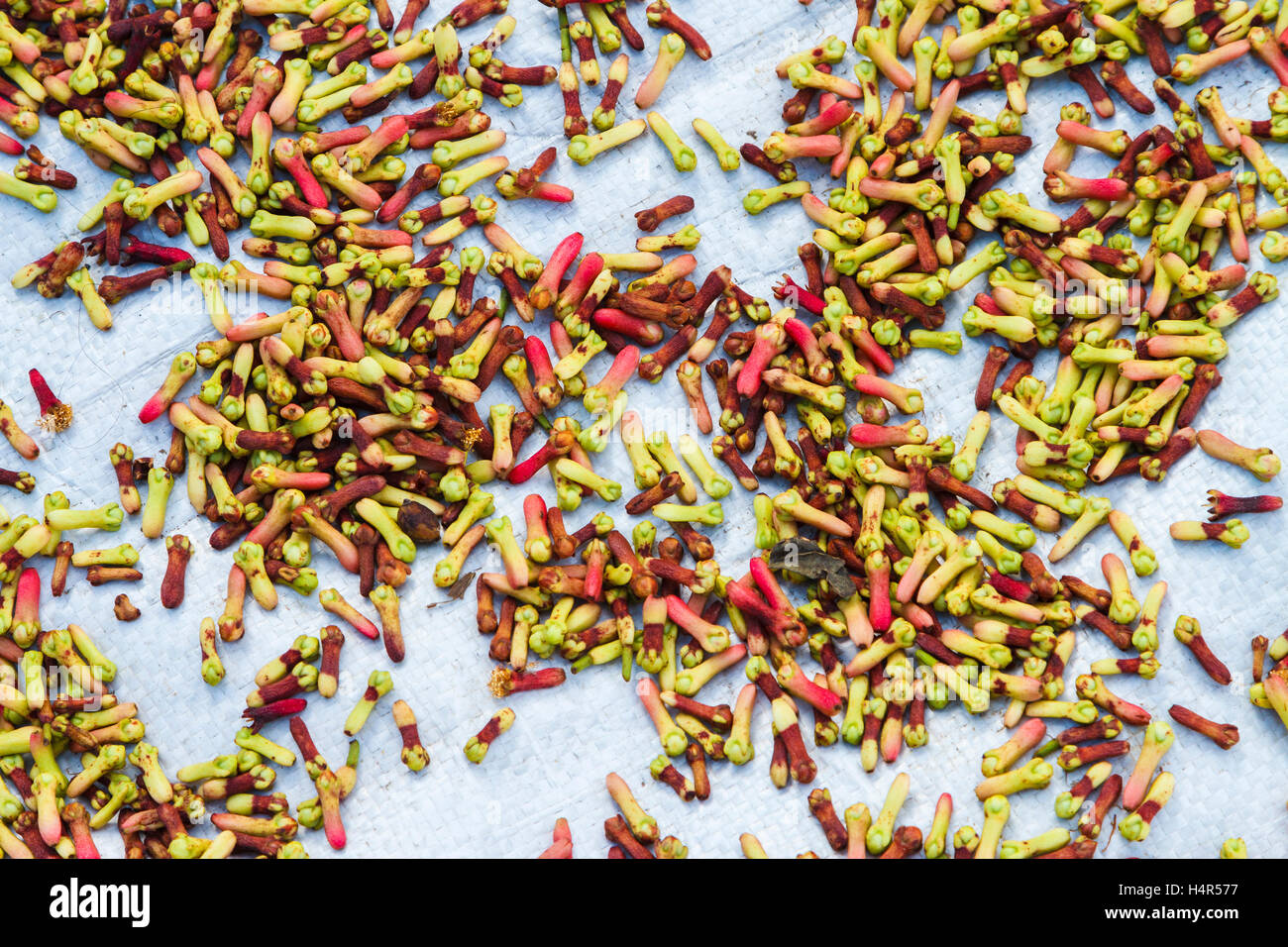 Crop buds hi-res stock photography and images - Alamy