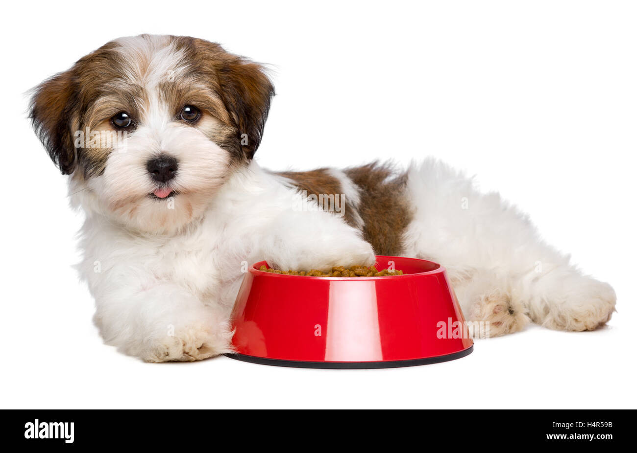 Happy Havanese puppy dog is lying beside a red bowl of dog food Stock