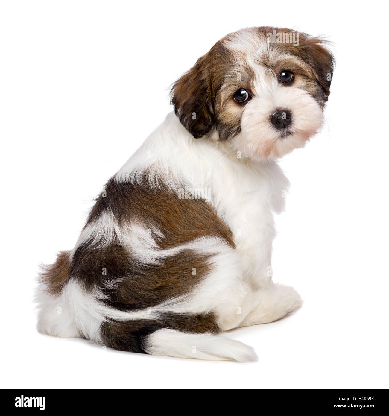 Cute Havanese puppy is sitting and photographed from behind Stock Photo