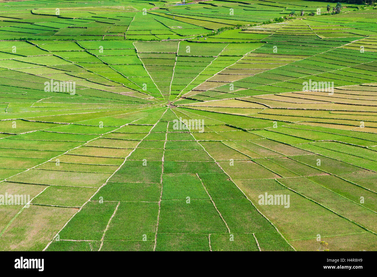 Spider web rice fields. Stock Photo