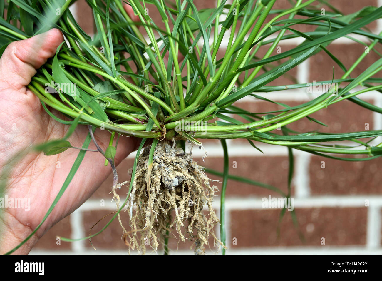 Close up of Hand holding grass with roots against brick wall Stock Photo