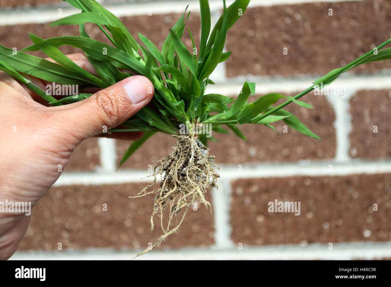 Close up of Hand holding grass with roots against brick wall Stock Photo