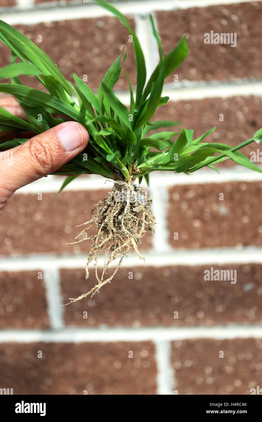 Close up of Hand holding grass with roots against brick wall Stock Photo