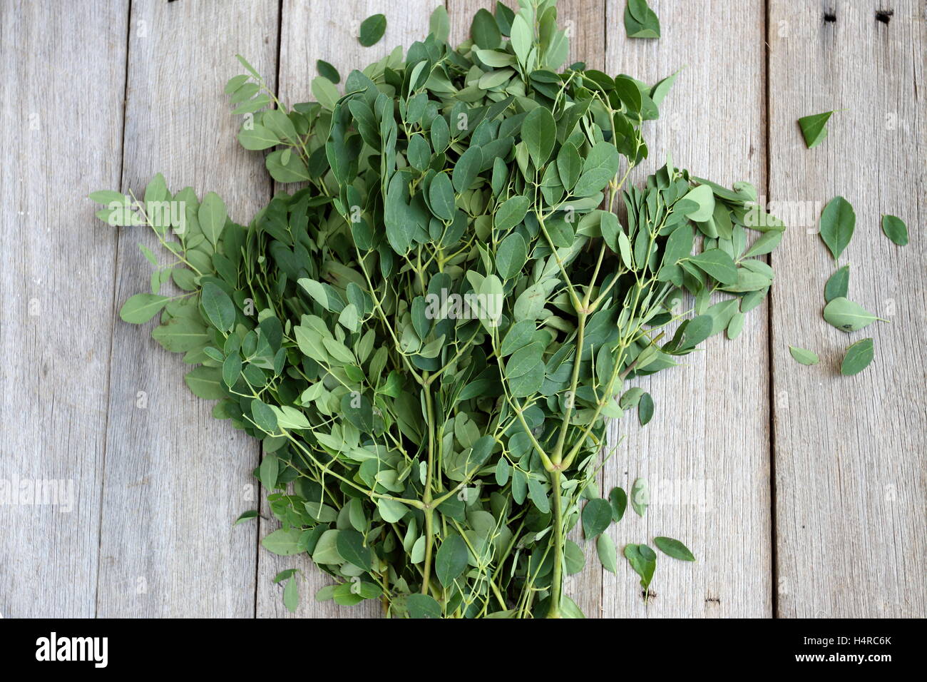 Moringa oleifera or known as Drumstick leaves Stock Photo