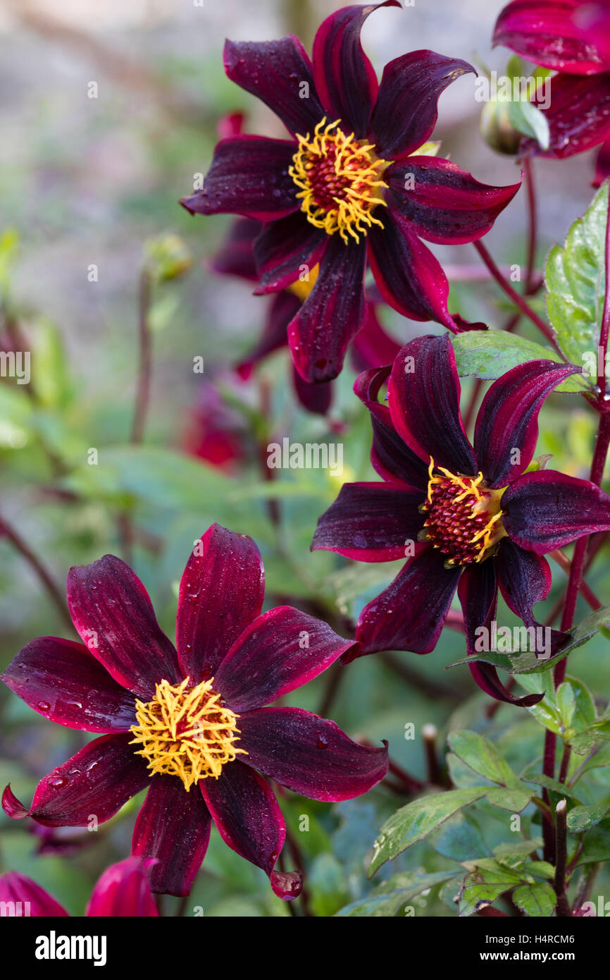 Dahlia Dark