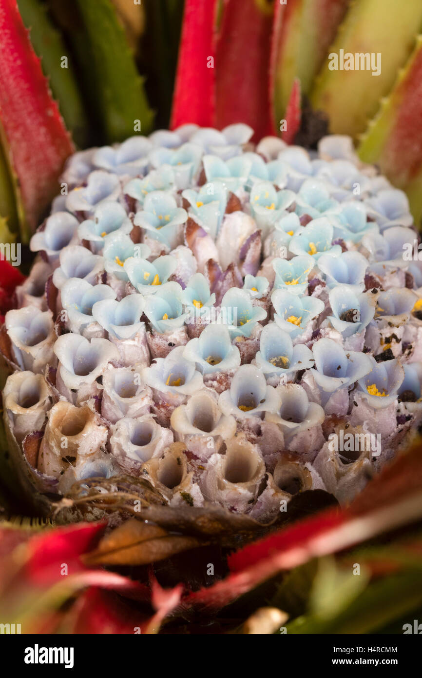 Close up of the central cluster of light blue flowers of the terrestrial bromeliad, Fascicularia bicolor Stock Photo