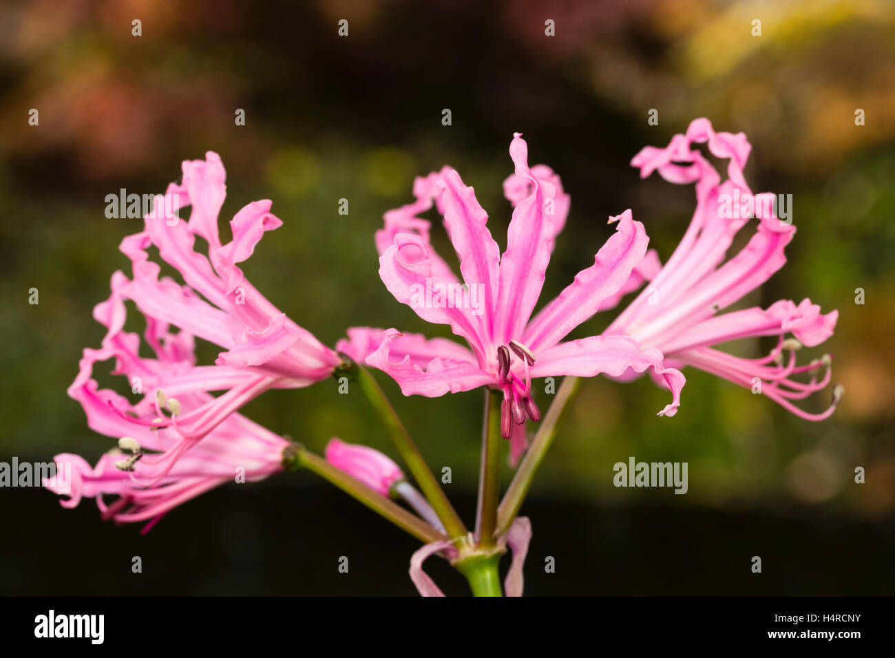 Flowering nerine hires stock photography and images Alamy