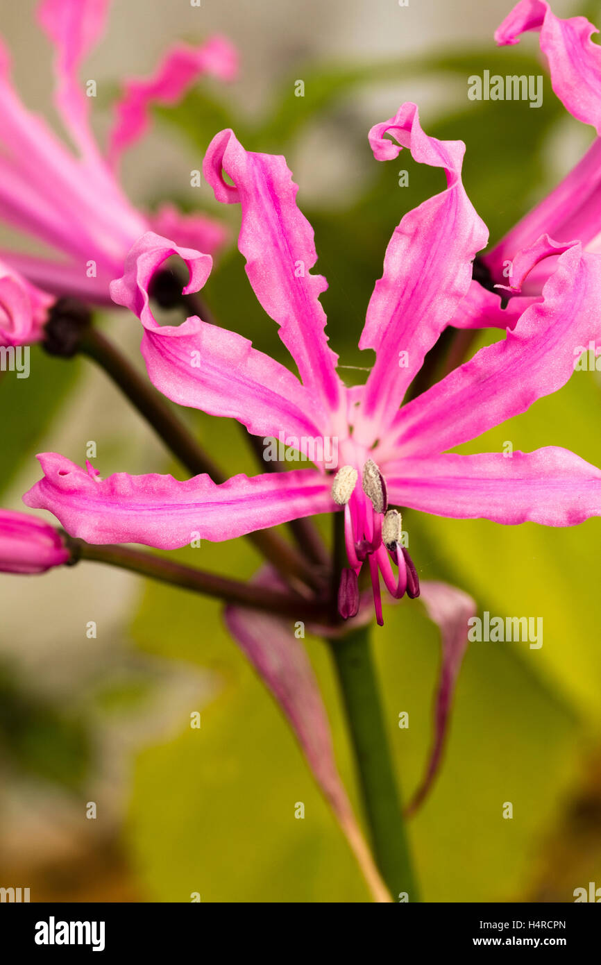 Undulate pink petals and strong growth distinguish the Autumn flowering