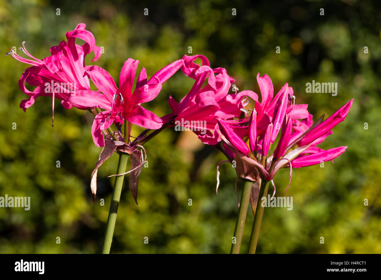 Redpink flowers of the vigorous, Autumn flowering hybrid South African