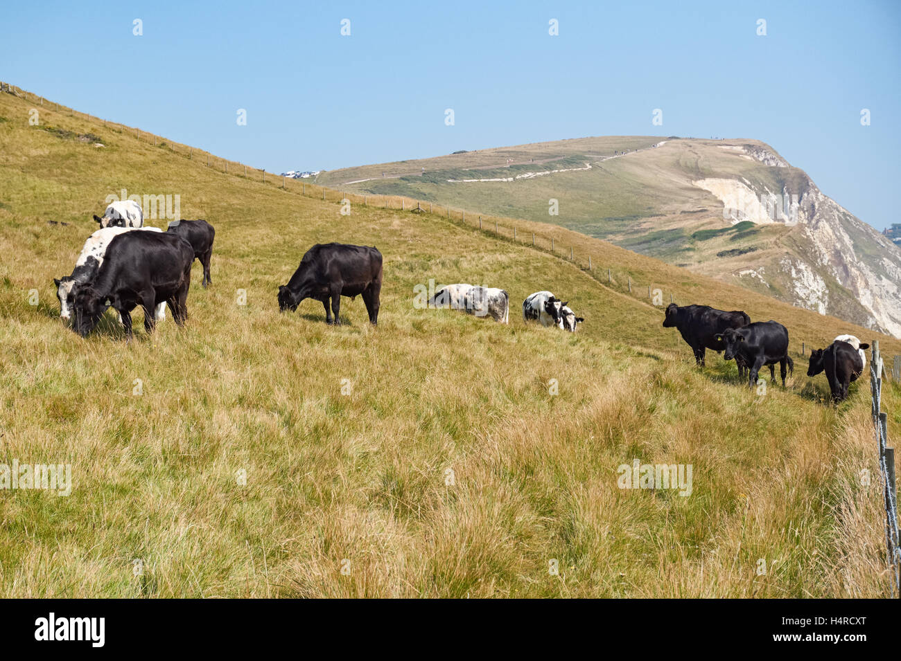 Cows on a pasture in Dorset, England United Kingdom UK Stock Photo