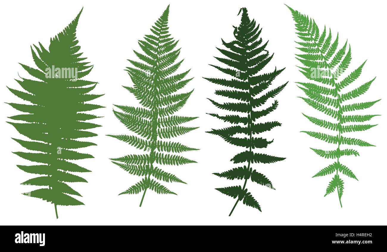 Illustration of different ferns Stock Vector