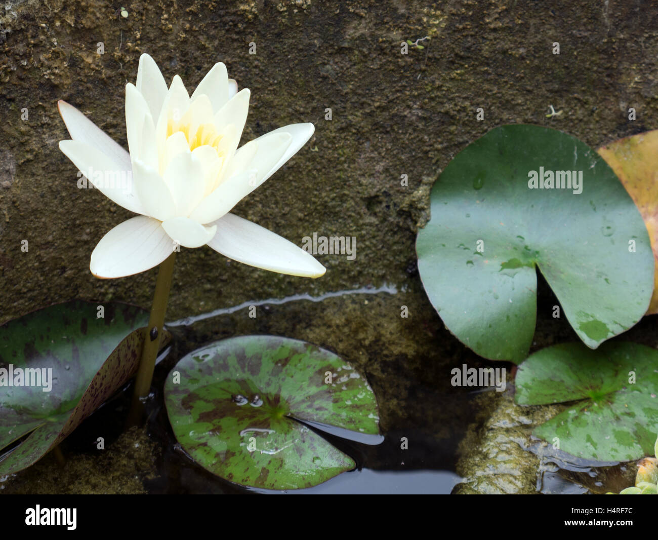 Nenúfar Water lily flower Stock Photo