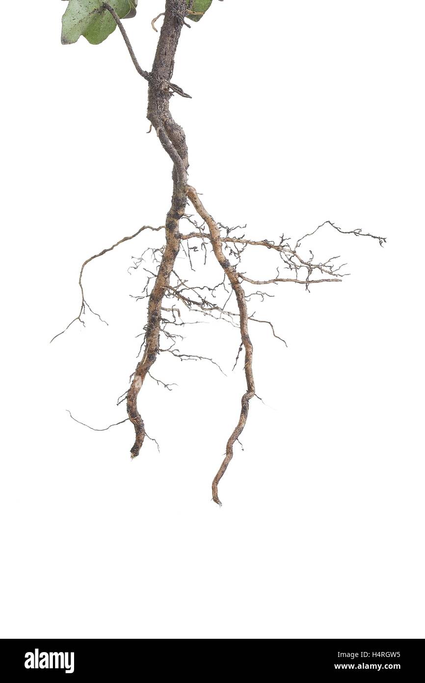 Plant roots closeup Stock Photo Alamy