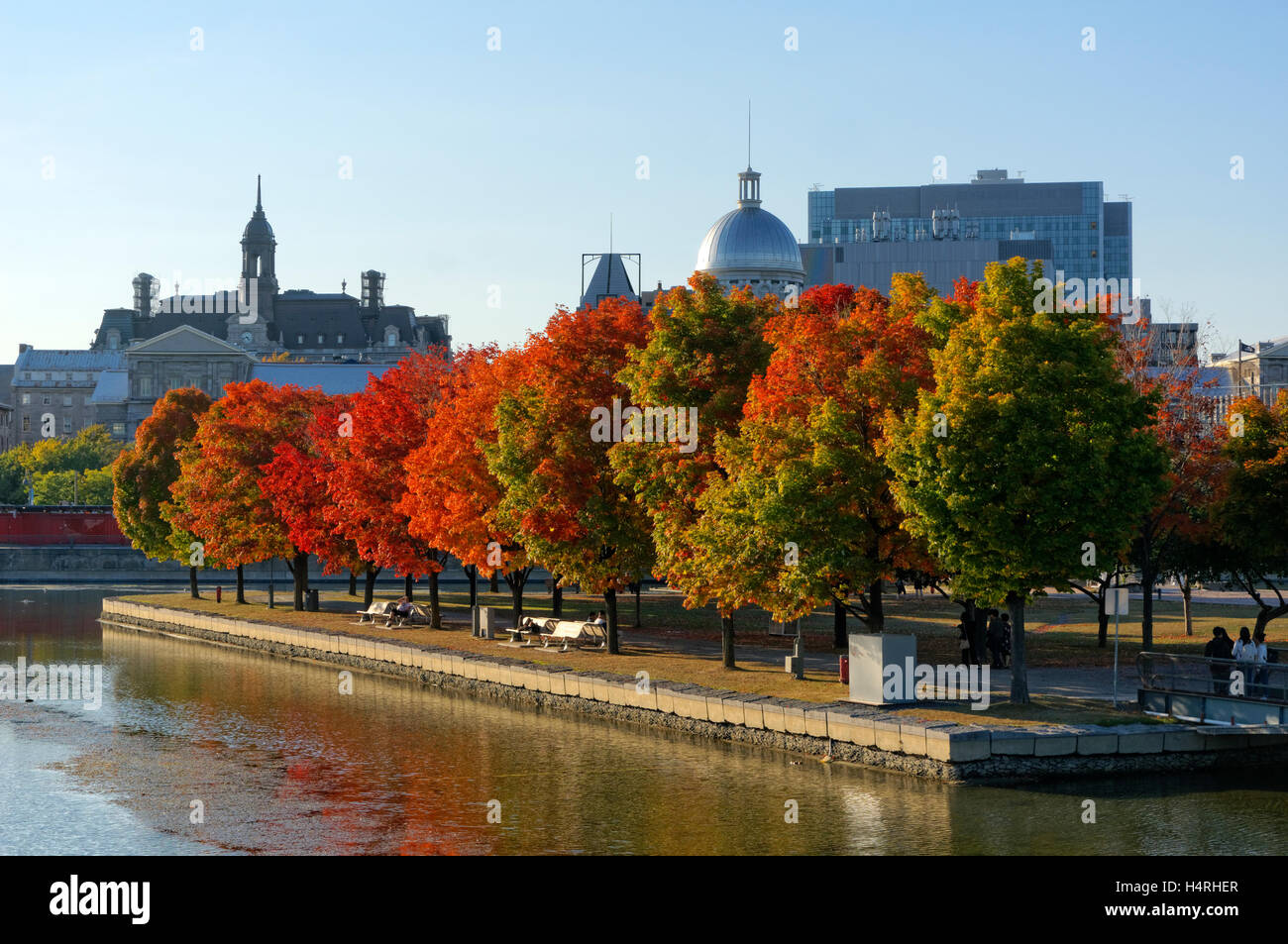 Red maple trees in the Parc du bassin Bonsecours, Old Port of Montreal